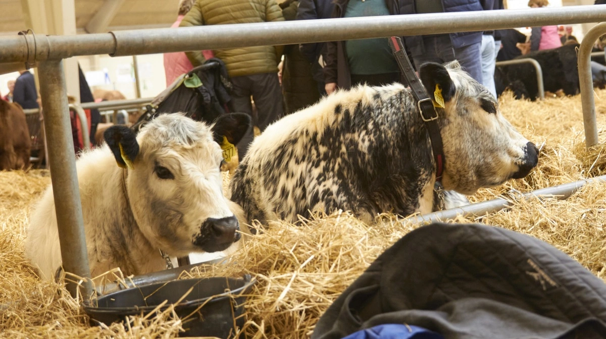 I 2024 meldte 220 kødkvægsdyr deres ankomst til Kødkvægsskuet Nord - i alt 14 forskellige kødkvægsracer. Arkivfoto: Tenna Bang