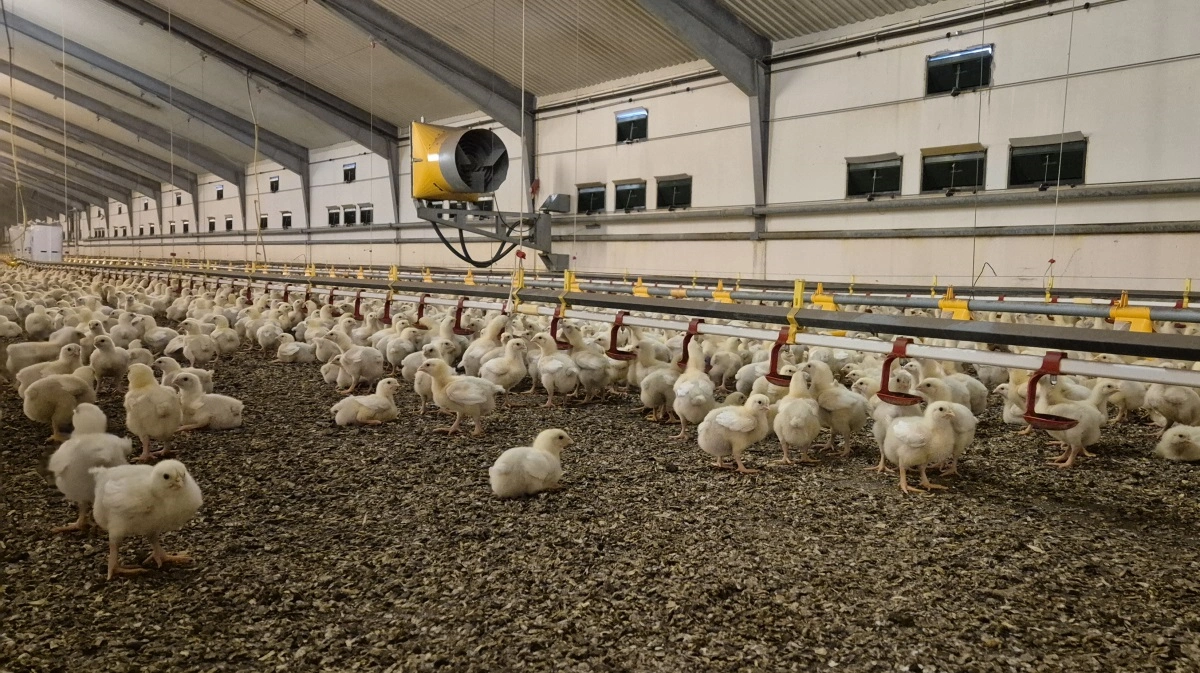 Et nyt vandopløseligt probiotika fra Biochem kan blandt andet være med til at reducere risikoen for tarmbetændelse hos slagtefjerkræ forårsaget af den sygdomsfremkaldende bakterie Clostridium perfringens. Arkivfoto: Tenna Bang