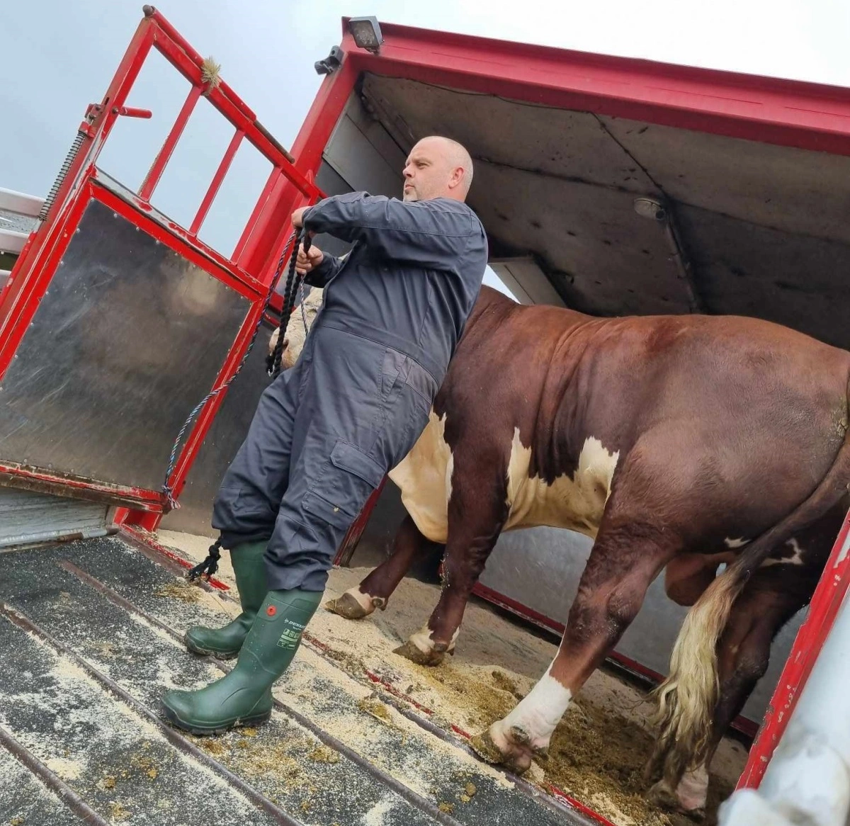 - Vi har 15 dyr i år, som primært skal hentes i Himmerland, forklarer Martin Pedersen forude for dyrskue-opgaven i Aars.