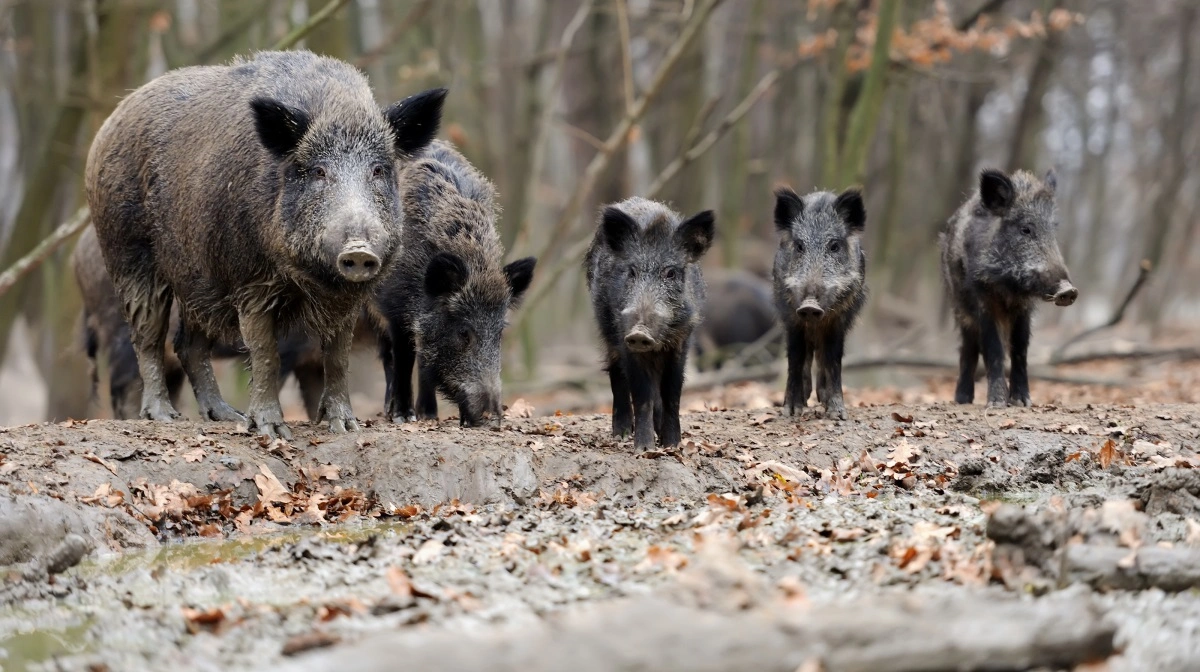 De nye fund har udløst yderligere biosikkerhedsforanstaltninger i de berørte områder for at beskytte både produktionsdyr og handelspartneres tillid. Foto: Colourbox