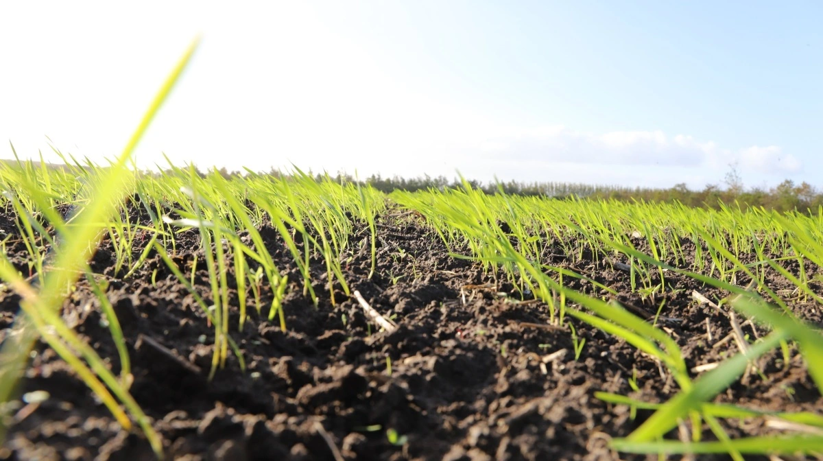 Med de nye gødningsrestriktioner kan det være en fordel at se på, hvordan man udnytter de næringsstoffer, der er til rådighed, bedst muligt. Derfor holder FRDK og Sagro kursus i planteernæring. Fotos: FRDK