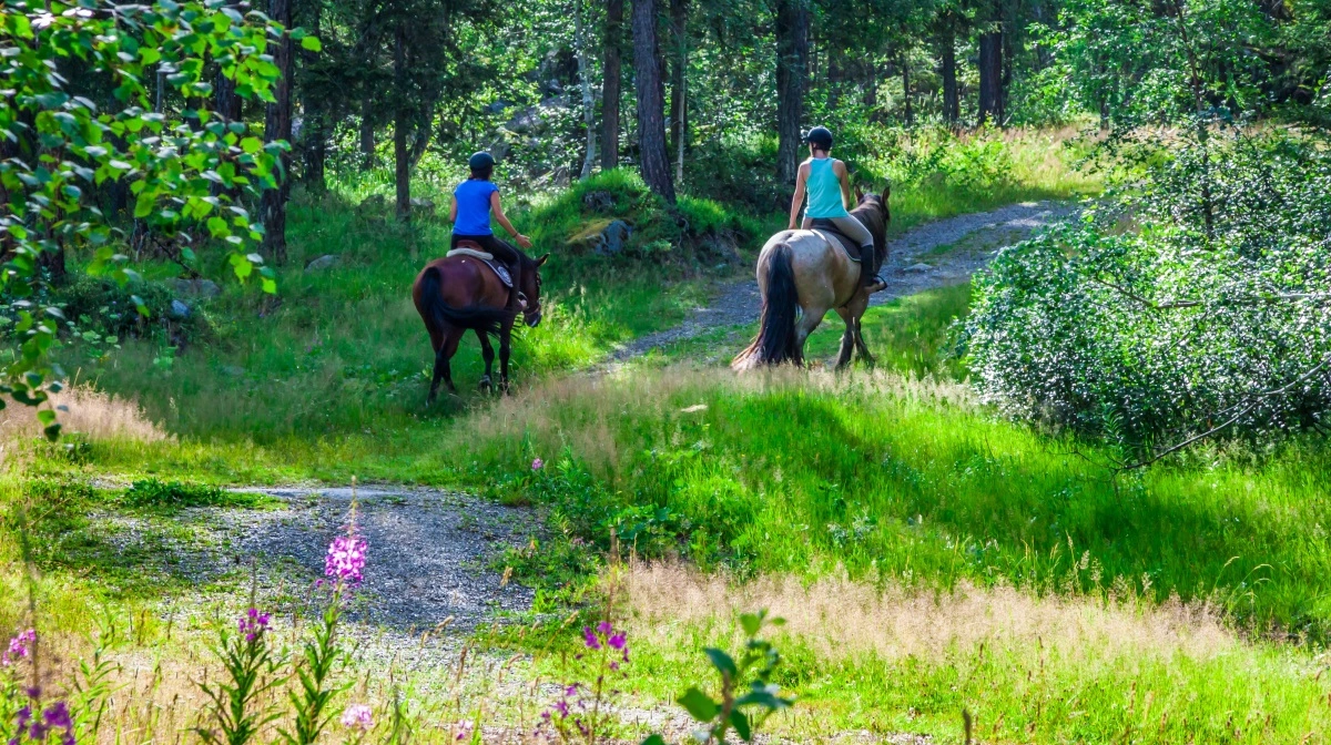 Ny forskning fra Aarhus Universitet viser, at stigende kvælstofforurening ændrer skovjordens udledning af kuldioxid markant. Effekten afhænger af, om skoven mangler eller er mættet med kvælstof. Foto: Colourbox
