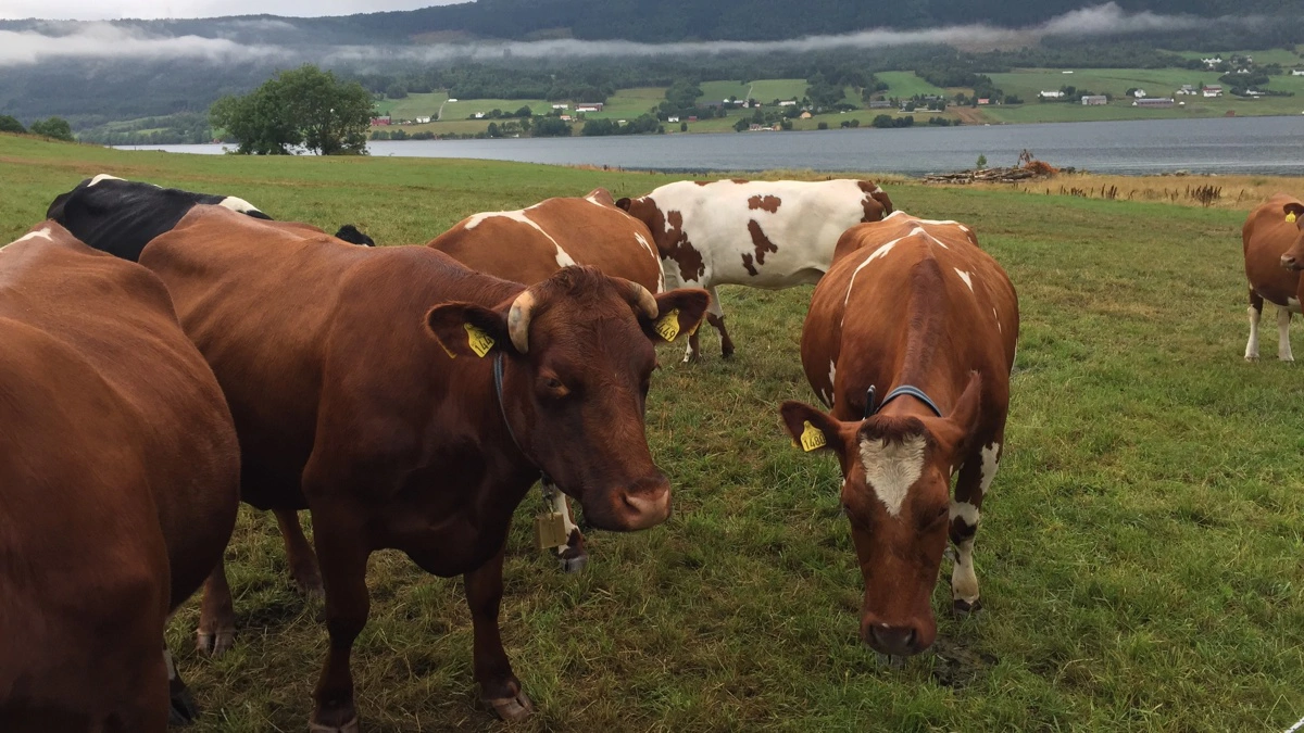 Tine leverede et stærkt 2025 og vil nu udbetale stort beløb til de norske mælkeproducenter. Arkivfoto: Anne Wolfenberg