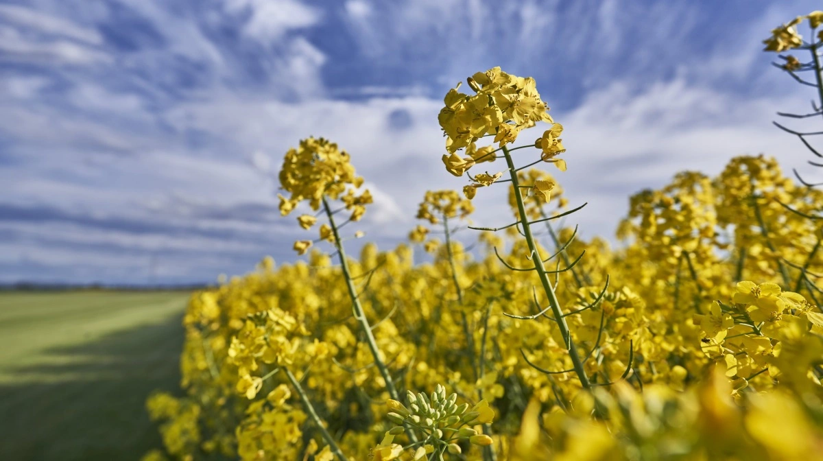 KWS løfter halvårsresultatet med stærk vækst i raps, men dæmper salgsforventningerne i et fortsat presset landbrugsmarked. Foto: KWS