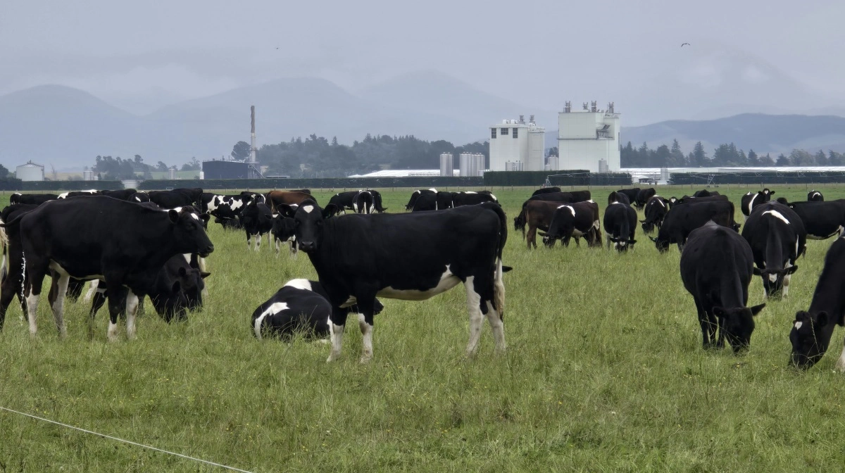 Vel nede på jorden igen kan New Zealands største mejeri for forarbejdning af mælk til mælkepulver ses bag Peter Morrisons køer.