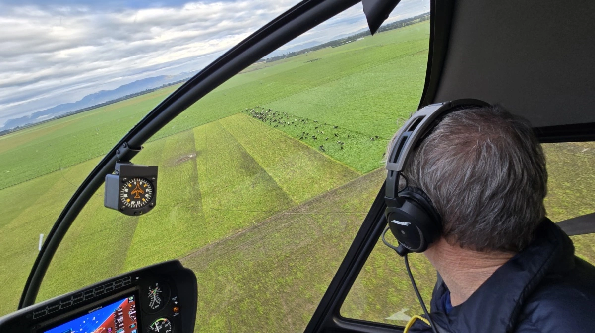 Køernes stribeafgræsning ses tydeligt fra luften.