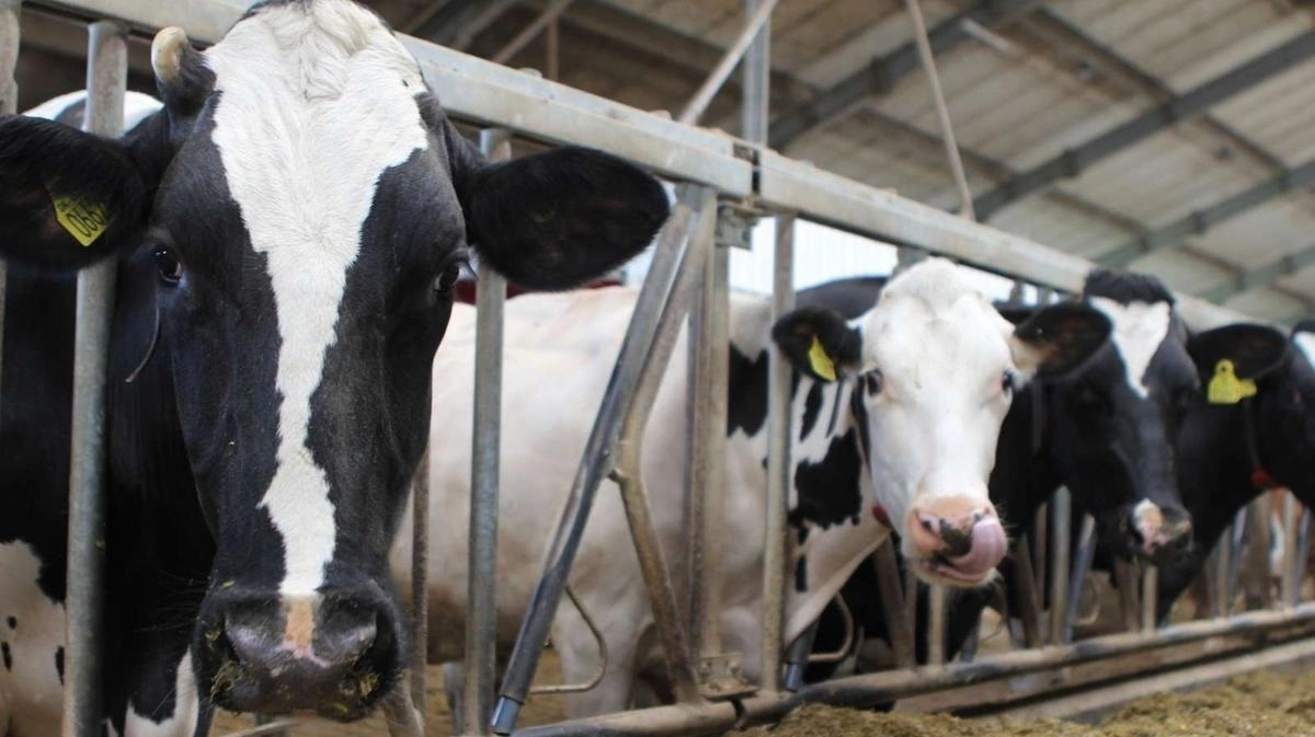 Fruedal udvider ejerkredsen med to partnere, der skal drive og udvikle mælkeproduktionen på to kvæggårde med 500 køer. Arkivfoto