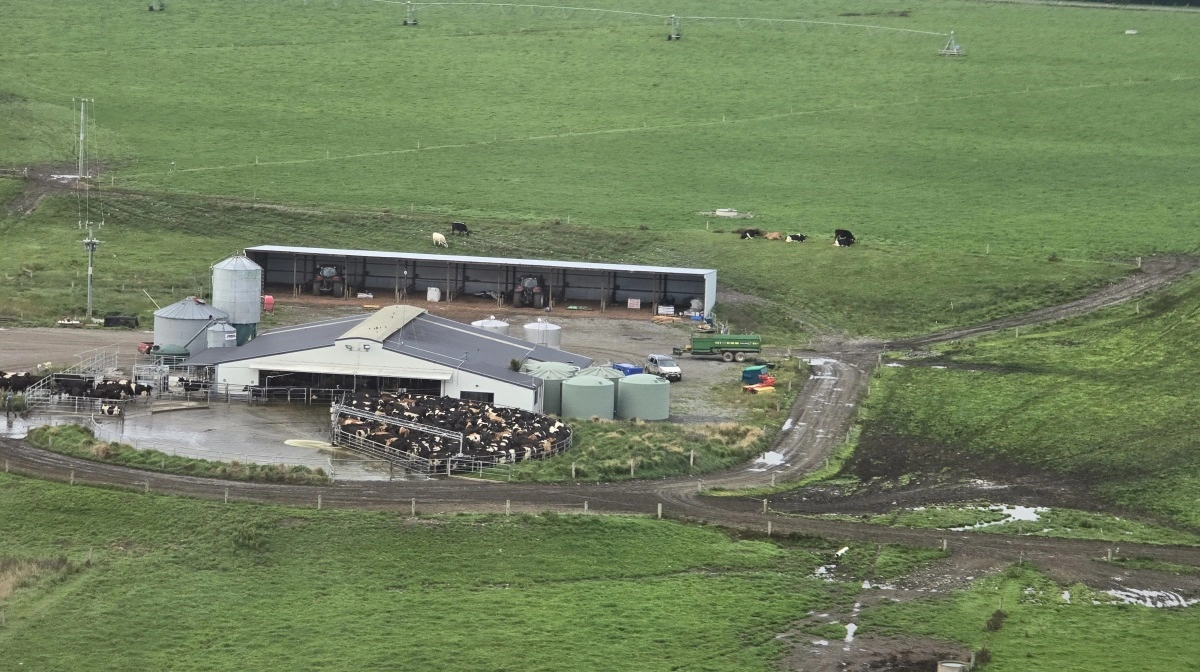 En af hans malkestalde - der ligner de fleste andre nye malkestalde på Canterbury Plains; åbne med en stor malkekarrusel til 60-100 køer ad gangen.