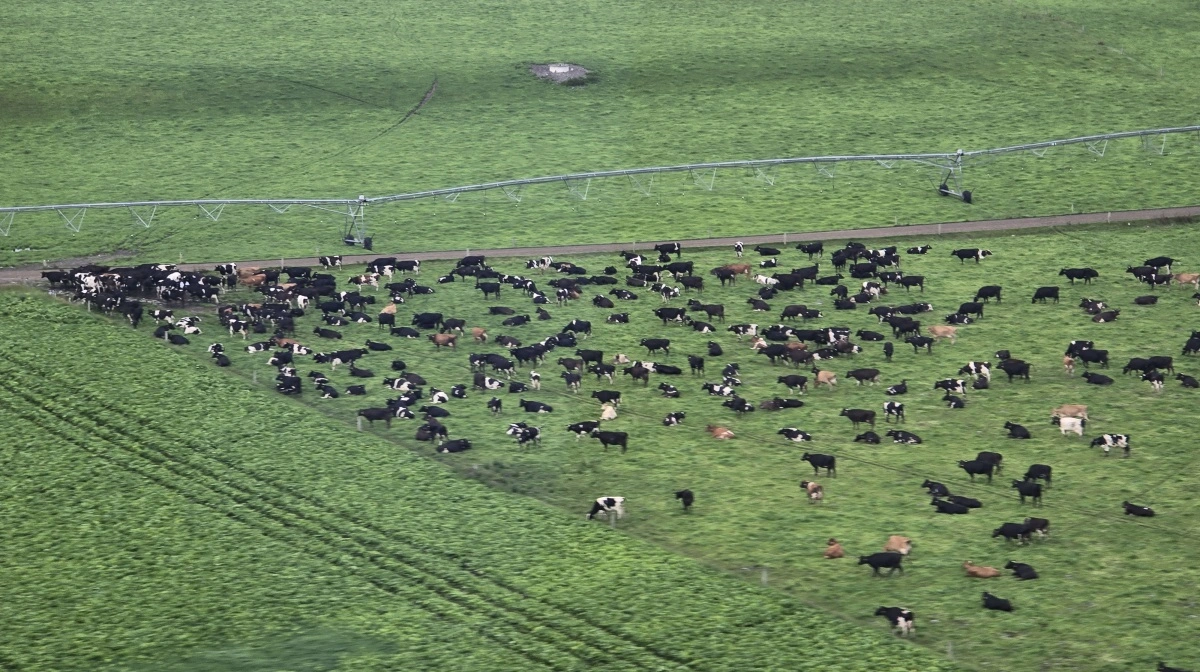 En af Peter Morrisons besætninger venter på at komme til malkning.