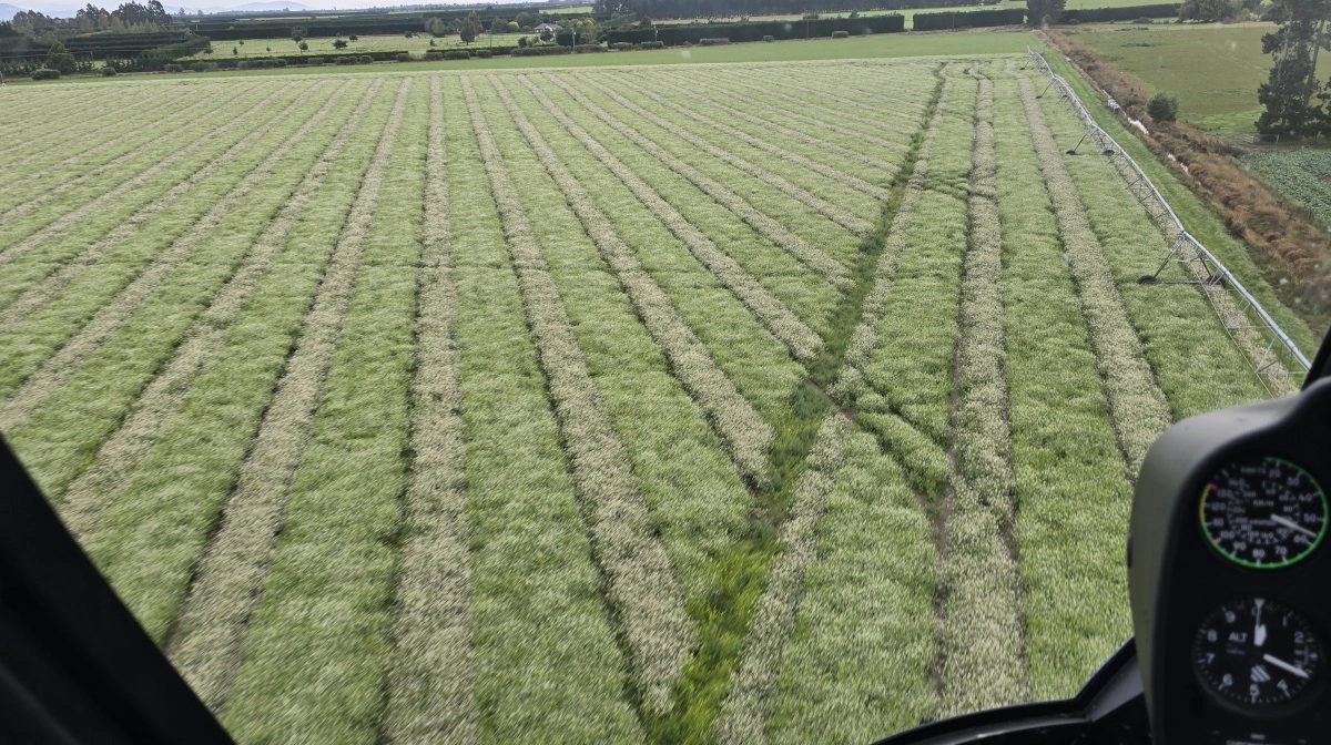 Fra luften ses tydeligt han- og hunplanter i denne hybrid rapsmark.