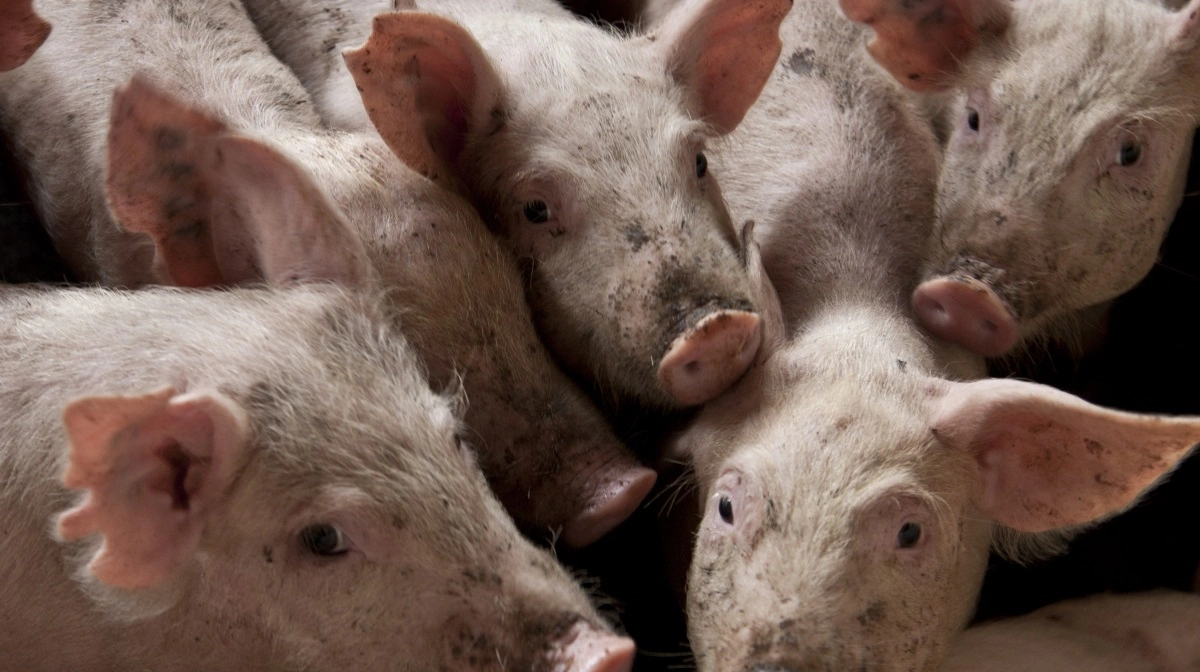 Udbudspuklen på det europæiske marked for slagtesvin er ved at være afviklet, og flere lande oplever nu stigende noteringer – dog ikke i Italien, hvor priserne fortsat falder. Arkivfoto: Colourbox