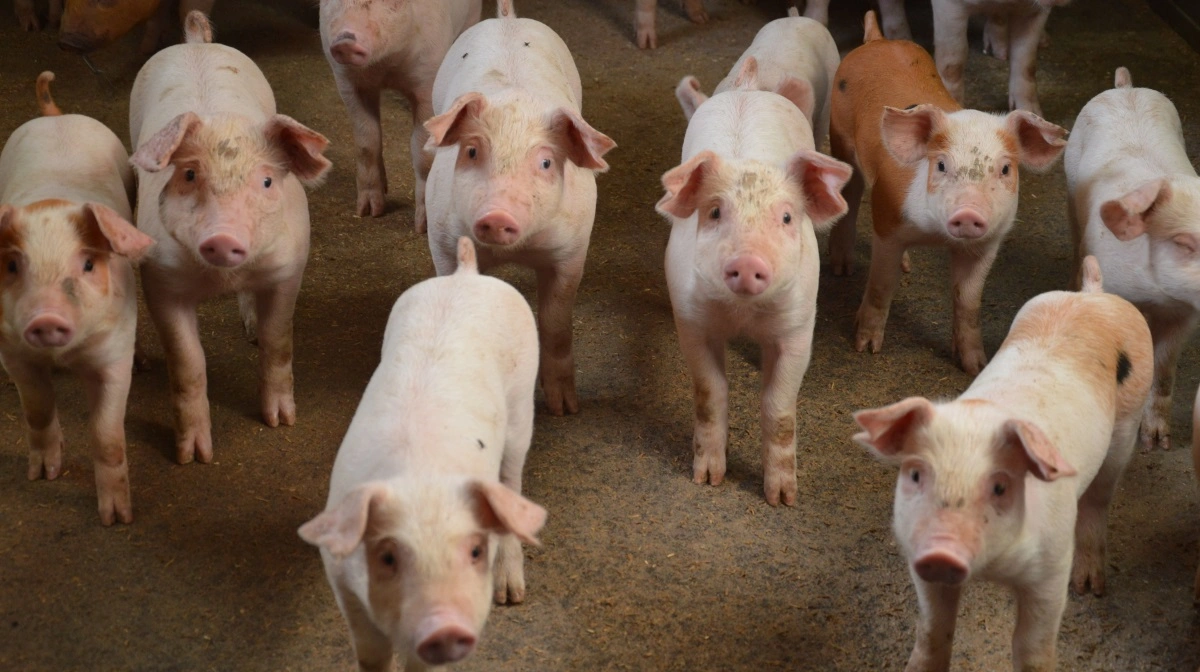 Uddannelsen til Animal Welfare Manager, som Porcus udbyder, løber over tre dage - den 26. februar, den 24. marts og den 21. april. Arkivfoto: Camilla Bønløkke