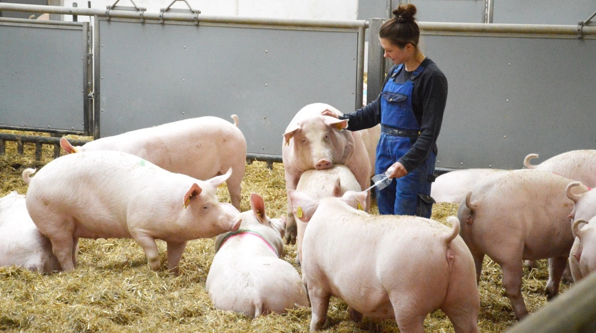 Porcus er klar med en uddannelse, der giver deltagerne specialiseret viden og praktiske værktøjer til at løfte velfærdsniveauet i svinebesætninger. Arkivfoto: Camilla Bønløkke 