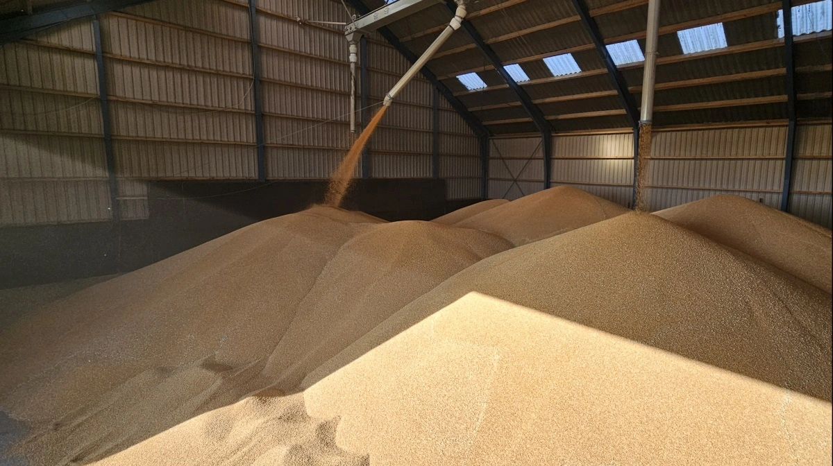 Stigende globale lagre og forbedrede høstudsigter lægger en dæmper på hvedepriserne. Arkivfoto: Camilla Bønløkke