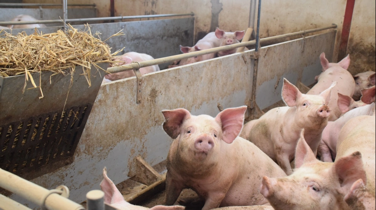 Målt på volumen eksporterede Danmark i januar-november 2025 over 50.000 tons mere svinekød ud i verden, men målt på værdi var eksporten over 2 milliarder mindre værd. Arkivfoto: Anne Wolfenberg