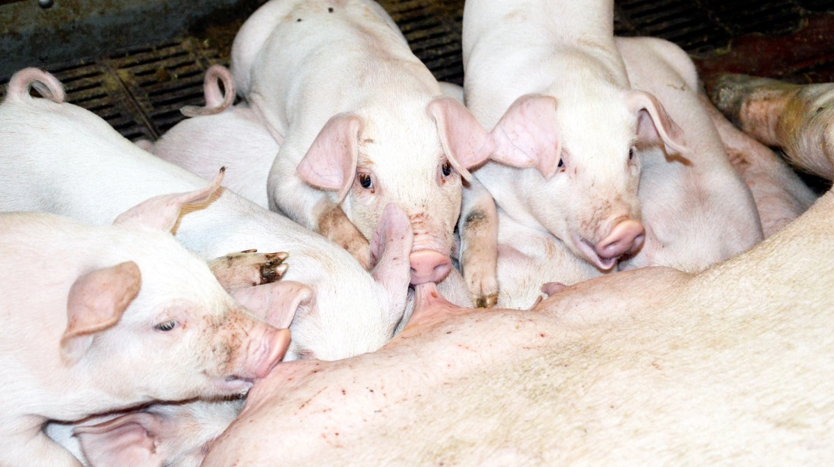 Rådgivere oplever, at blandt andet avlsarbejdet i forhold til robusthed og kuldtilvækst kan mærkes i hverdagen. Arkivfotos: Camilla Bønløkke