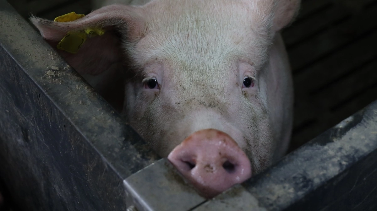 Ifølge Velas-rådgiver kan en besætning med 1.000 søer reducere so-antallet med 150 og stadig opnå samme resultater. PR-foto