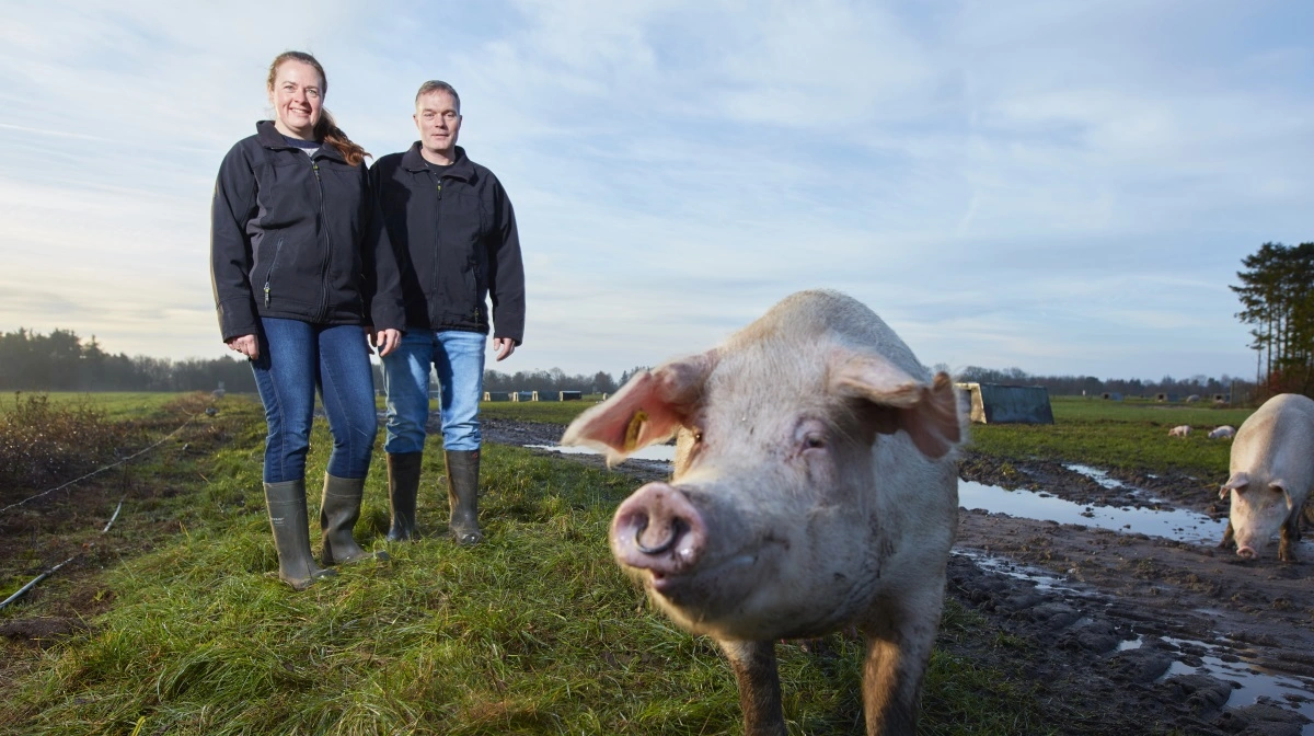 Over hver fjerde solgte gris har høj dyrevelfærd, og også velfærdskylling vinder frem hos detailkæden Rema 1000. Foto: Rema 1000