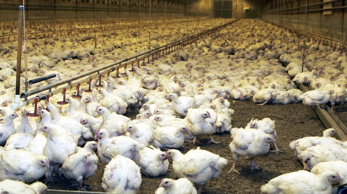 Early-warning-værktøjet Verax sørger for at sundhed og velfærd er i orden hos kyllinger i projektet LowClic, der har til formål at reducere klimabelastningen. Arkivfoto: Anne Wolfenberg