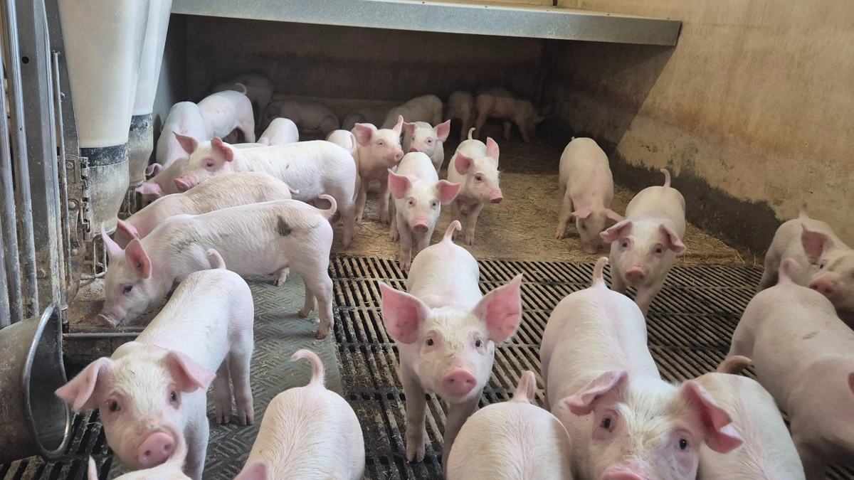 Dsm-firmenich arbejder blandt andet med svineernæring og sundhed. Arkivfoto: Tenna Bang