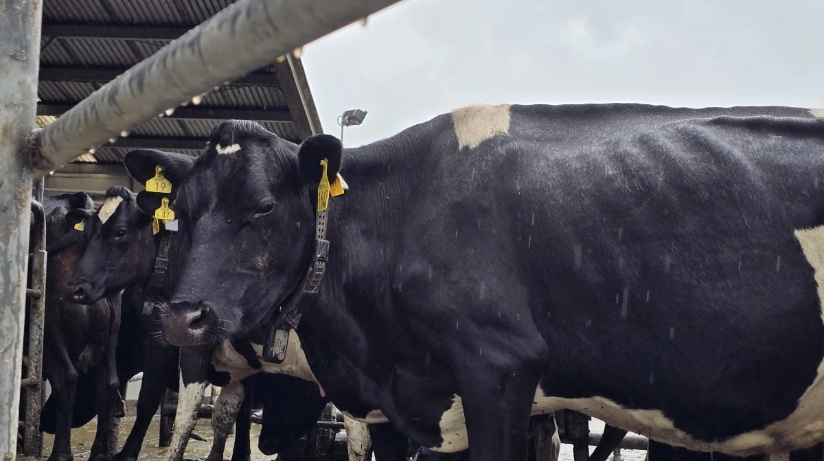De 1.600 køer på Elliot Craigs farm, der afprøver Halter-systemet, er forsynet med en transponder om halsen.