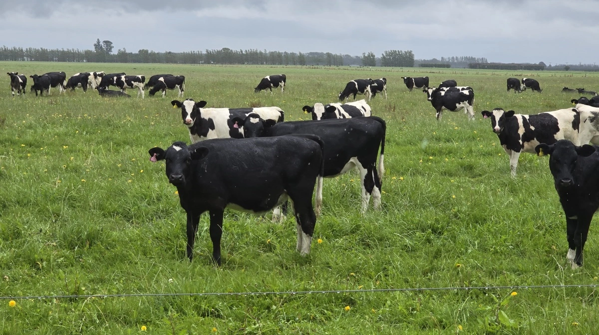 Ungdyrene er indhegnet på traditionelt vis. Og der er godt med græs her sidst i januar, hvor Effektivt Landbrug er på besøg.