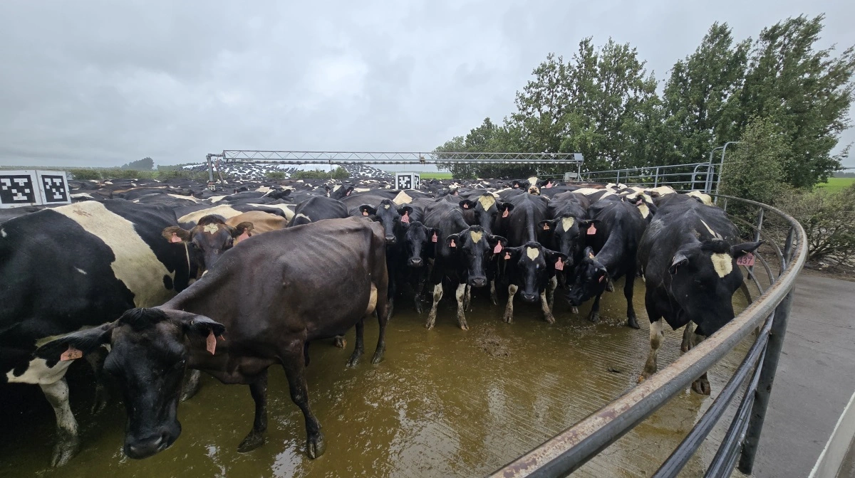 Køerne på vej ind til eftermiddagsmalkning.