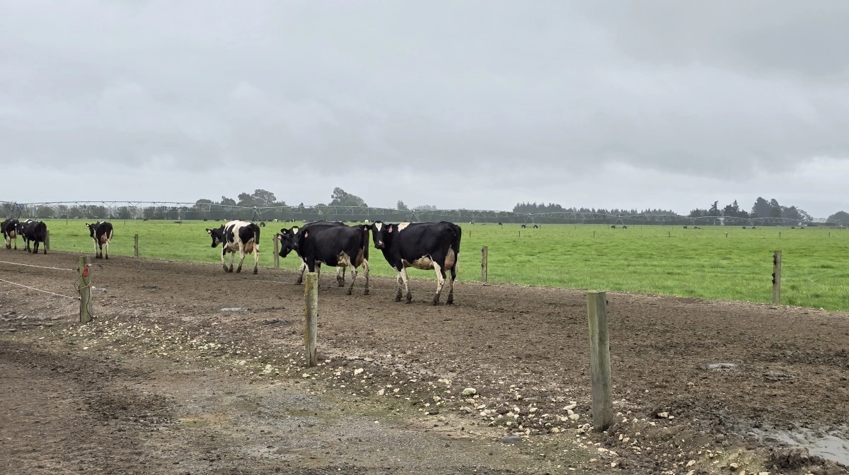 Halter-systemet driver køerne hjem til malkning med et tryk på mobilen.