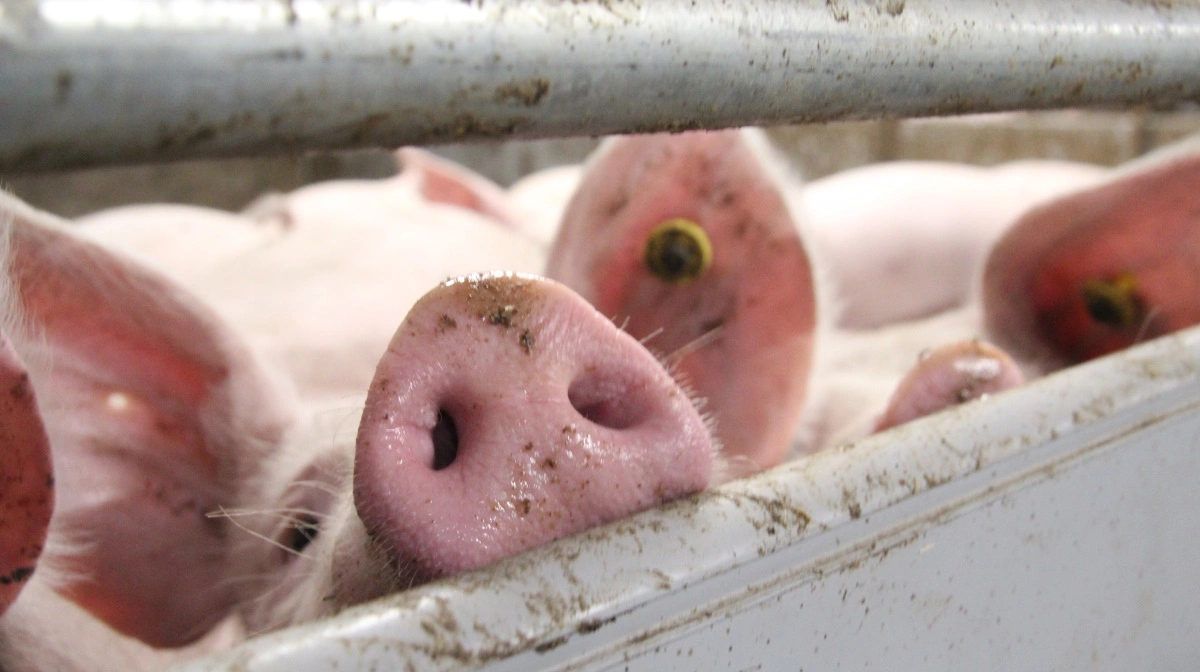 Ifølge Anima viser optagelserne forhold, som organisationen vurderer kan være i strid med dyrevelfærdsloven. Der er ikke taget stilling til sagen af myndighederne. Arkivfoto