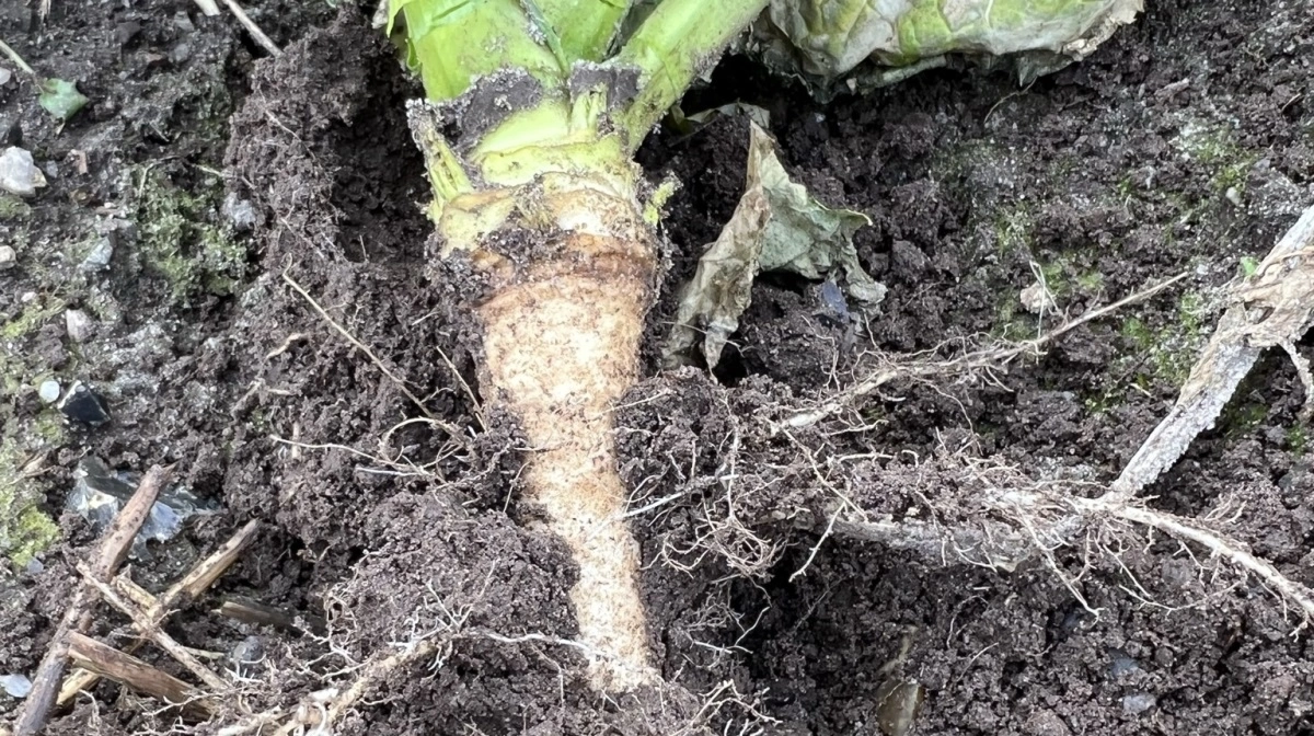 God, kraftig rodudvikling er afgørende ved vækststart her i det tidlige forår. Der ses nogle steder bormangel på dette tidspunkt i form af et hult, mørkt område under rodhalsen. Fotos: Kasper Stougaard