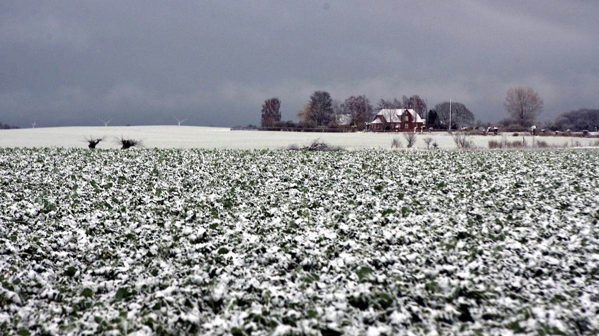 - Det har været koldt i en lang periode, og på det seneste sne igen. Det er ikke vores indtryk, at det er problematisk for langt de fleste rapsarealer, da vi har haft en god plante- og specielt rodudvikling gennem hele november og december, siger Hans Jørgen Bak.