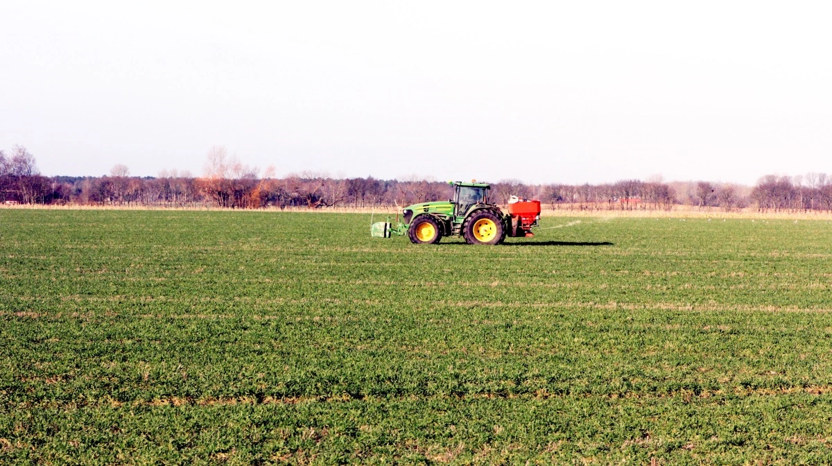 Vinterrapsmarkerne bør få den første forårsgødning. Arkivfoto