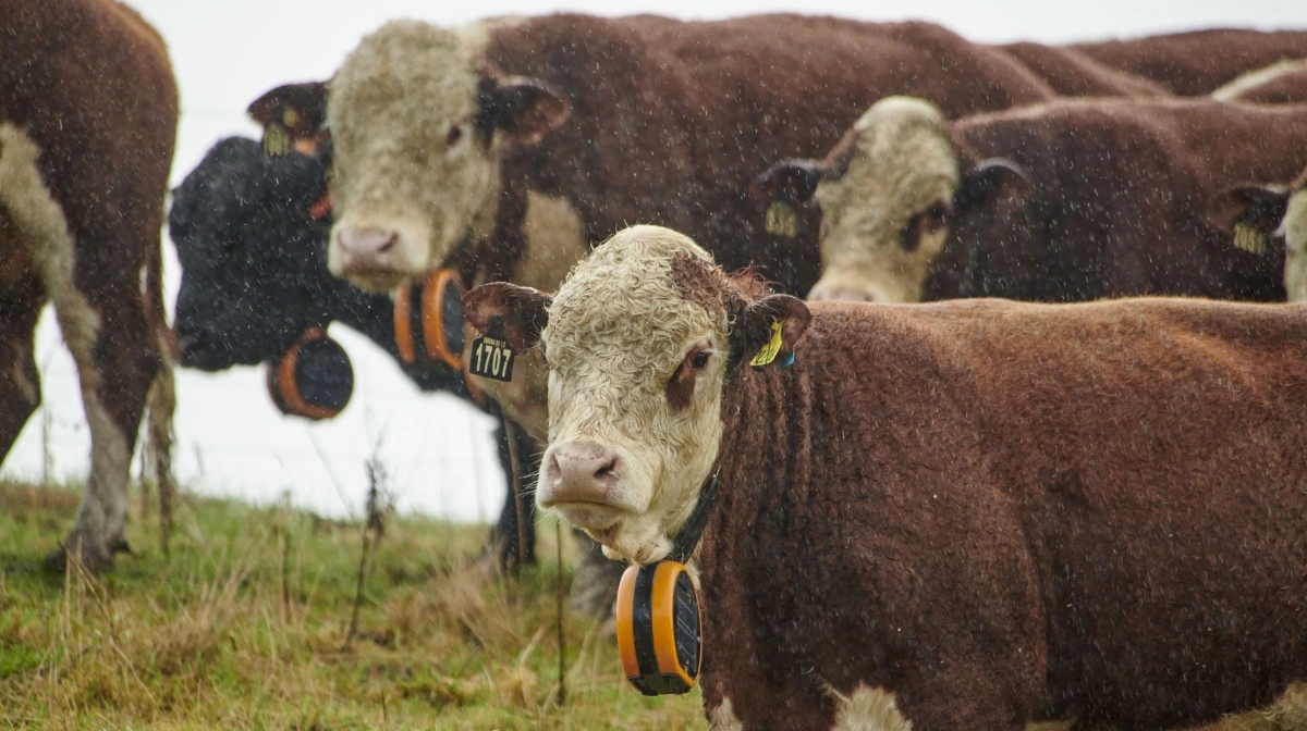 eShepherd er et virtuelt hegn, som er udviklet specifikt til ekstensiv afgræsning ved kvæg over 200 kg.