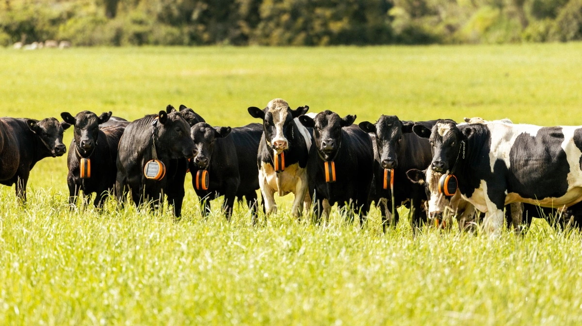 - Virtuelt hegn erstatter ikke fysiske perimeterhegn mod veje og bebyggelser. Men det er en stærk løsning til stribeafgræsning på arealer, hvor man gerne vil undgå at flytte hegn – eller til naturpleje i for eksempel vådområder, hvor det er vanskeligt at opsætte permanente hegn, siger produktspecialist hos Poda, Morten Andreasen.