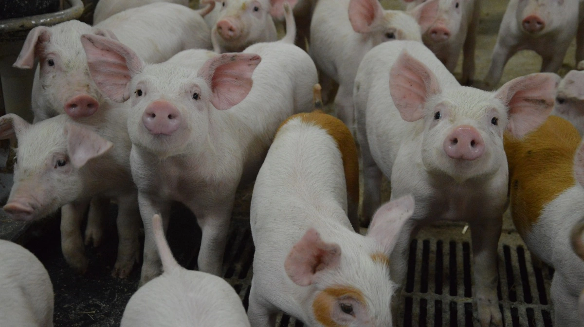 Porcus og SvineRådgivningen går sammen om at starte erfagrupper op, der skal løfte vækstgriseproduktionen. Arkivfoto: Camilla Bønløkke