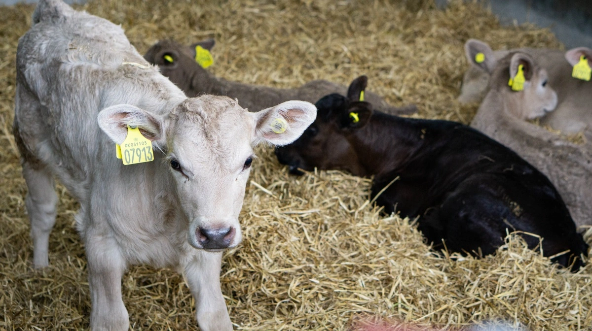 Kalve er mest modtagelige for smitte. Når lastbiler og chauffører kommer tæt på kalvehytter eller kalvestalde, øges risikoen for smitteoverførsel markant. Arkivfoto
