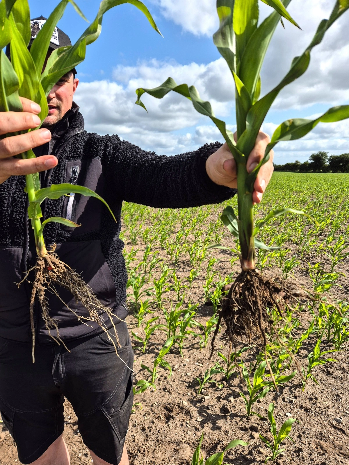 Søren fremviser to majsplanter. Planten til højre har været behandlet med SeedSpeed®.
