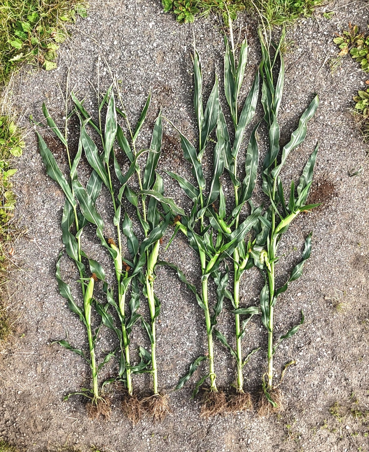 De tre planter til venstre er ubehandlede. De tre majsplanter til højre har været behandlet med SeedSpeed®.