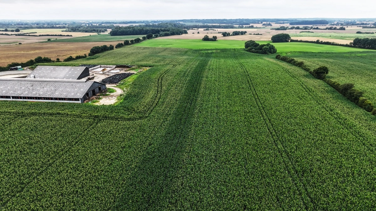 Majsareal på Bryggergården ved Stepping, Sydjylland. Mørk stribe har været behandlet med SeedSpeed®.