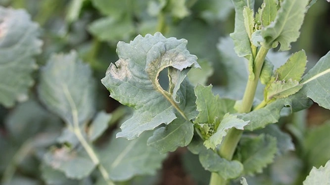 Angreb af lys bladplet får ofte rapsbladene til at dreje sig.