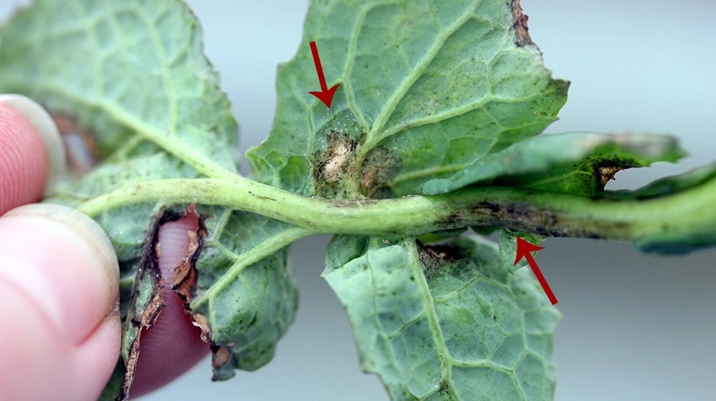 Tidlige symptomer på angreb af lys bladplet. De små hvide sporeansamlinger er her tydelige. Bladstilken er også angrebet, hvilket ses som en brunfarvning og en begyndende drejning af bladstilken. 