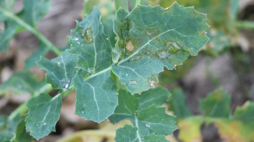 Lys bladplet på de nederste rapsblade senere på vækstsæsonen - her set den 25. april.