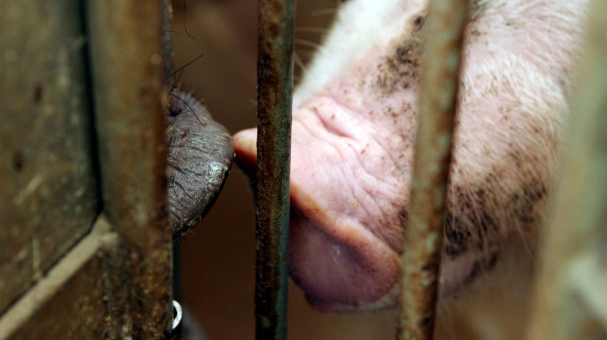 ASF-tilfælde i Filippinerne er faldet 92 procent siden årsskiftet, men lokale udbrud håndteres fortsat med kontrol og vaccination. Arkivfoto: Anne Wolfenberg