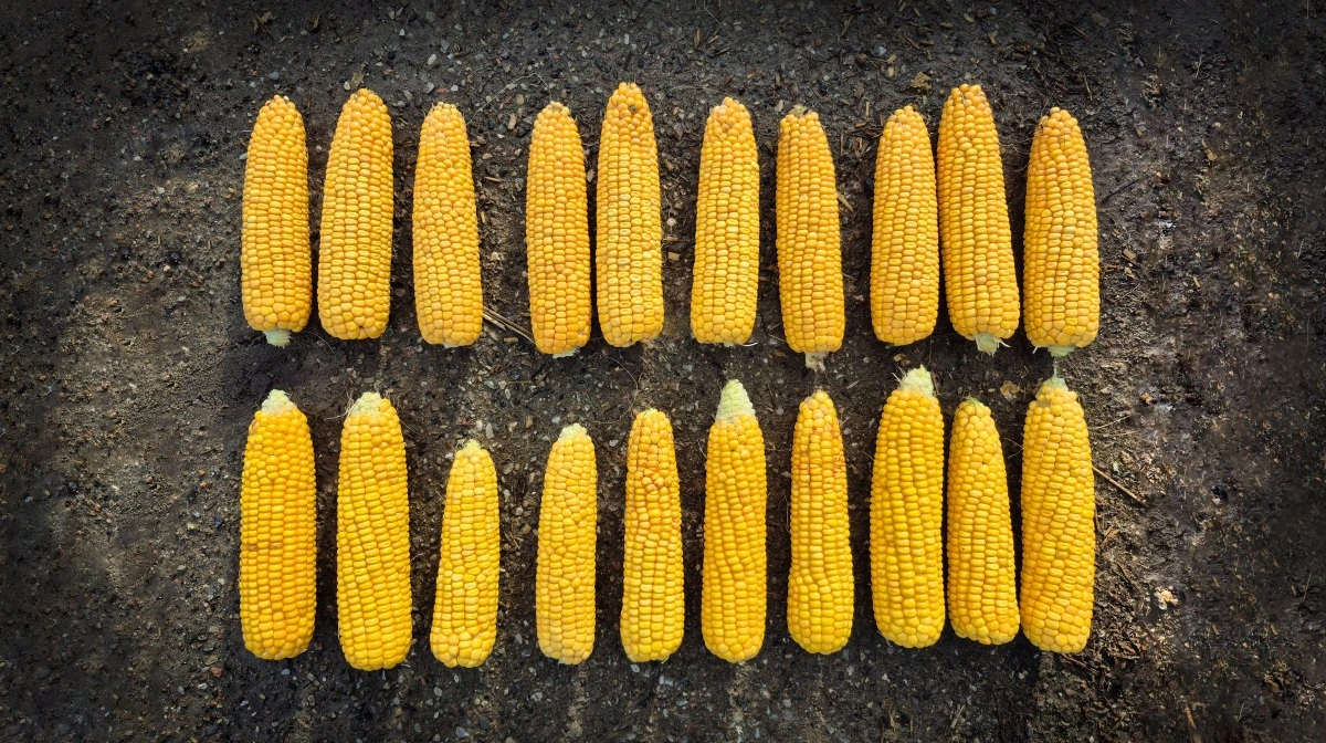 Kolberne i øverste række har været behandlet med SeedSpeed®. Nederste række er fra ubehandlede planter.