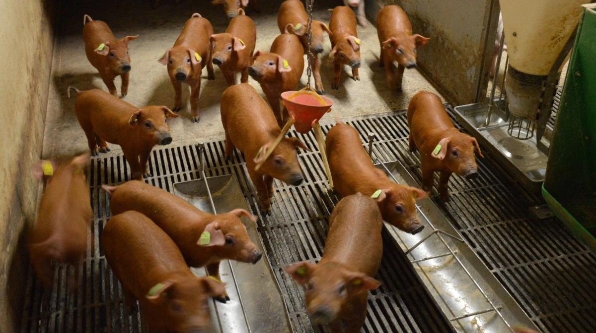 DanBred fordobler overskuddet i 2025, vokser 20 procent og styrker globalt nærvær med ny strategi. Arkivfoto: Camilla Bønløkke