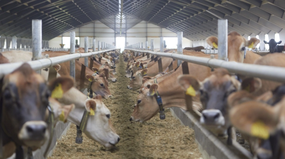 Rammer bluetongue-3 landet i 2026, vil nyvaccinerede dyr være godt dækket ind. Rammer for eksempel bluetongue-8, vil vaccinen ikke have nogen effekt. Arkivfoto: Tenna Bang