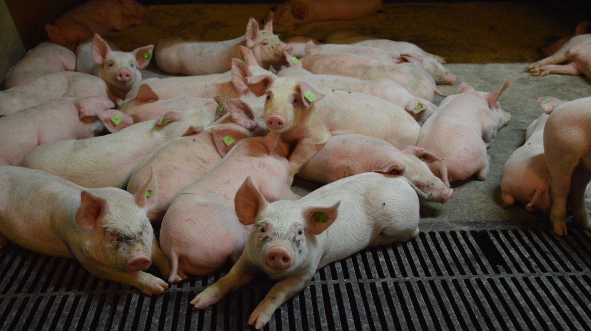 35-årig driftsleder køber to svinegårde for 30 millioner kroner med hjælp fra sin tidligere chef og gennemfører generationsskifte. Arkivfoto: Camilla Bønløkke