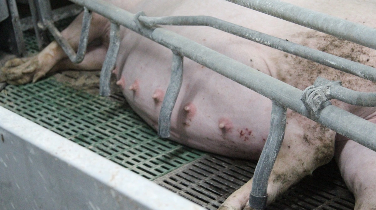 Hvis det stod til Enhedslisten, skal man avle efter det samme antal smågrise, som der er patter. Arkivfoto: Anne Wolfenberg