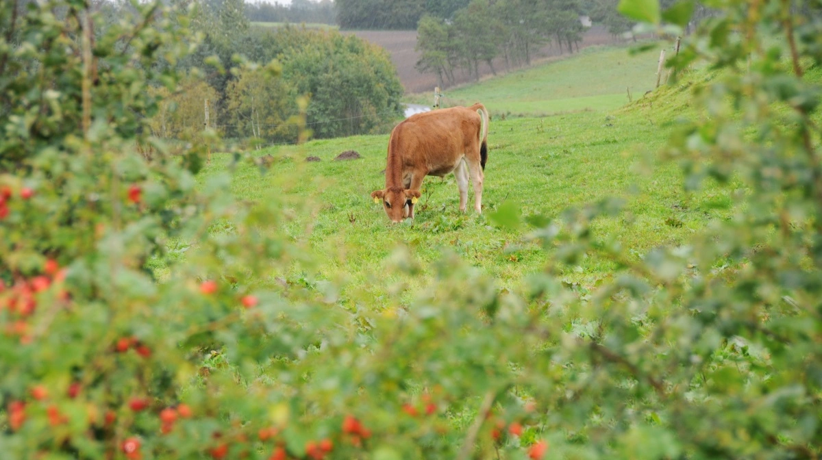 Ifølge forperson Ole Davidsen udhules de grønne ambitioner, og ansvaret flyttes væk fra EU i EU's nye udspil til CAP'en. Arkivfoto