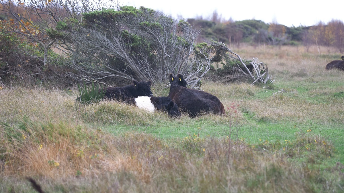 Den nye brancheorganisation Dansk Naturgræsning skal sikre naturgræsning i stor skala. Arkivfoto: Erik Hansen